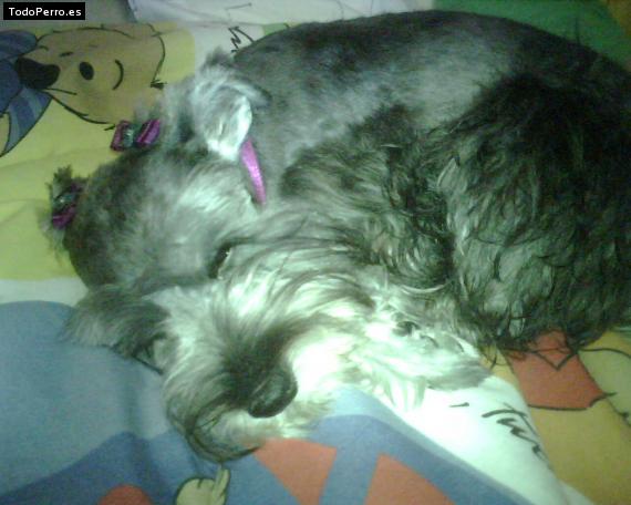 La foto del perro
