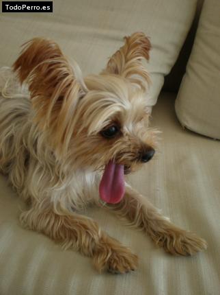 La foto del perro