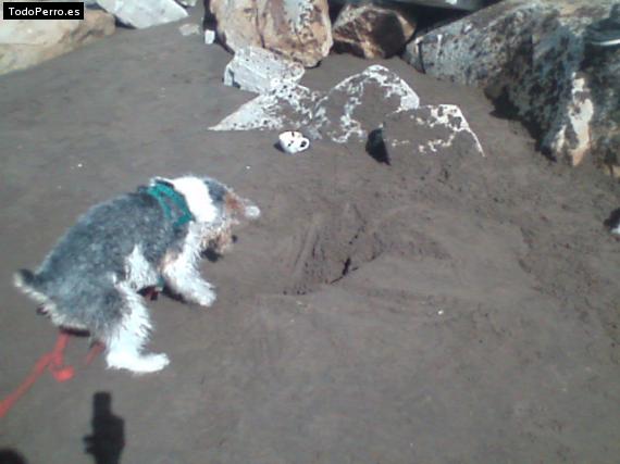 La foto del perro