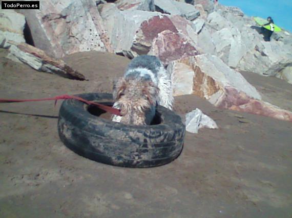 La foto del perro