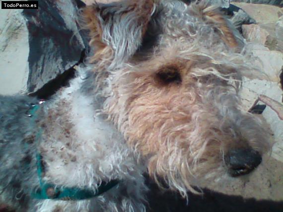 La foto del perro