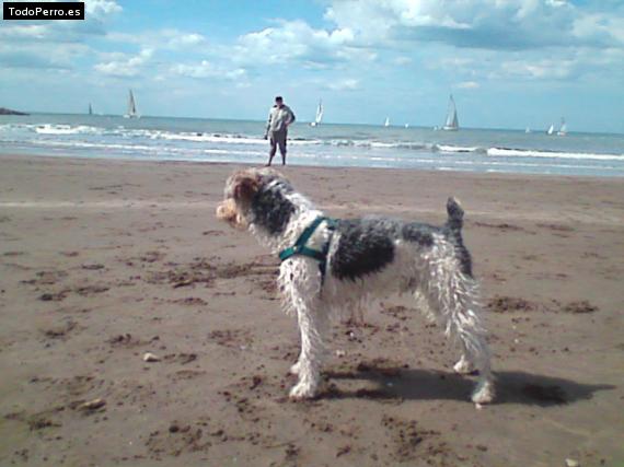 La foto del perro