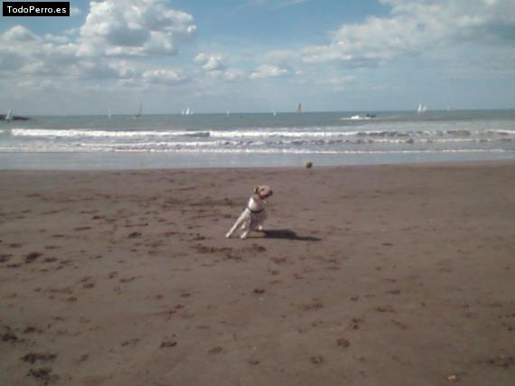 La foto del perro