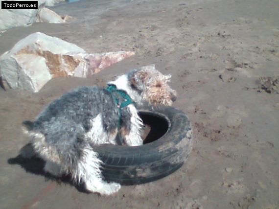 La foto del perro