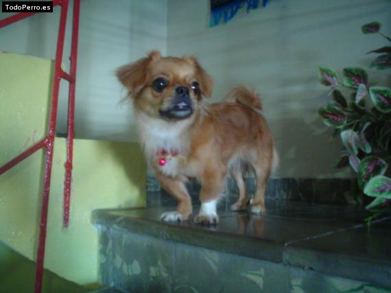 Foto del perro Cachita