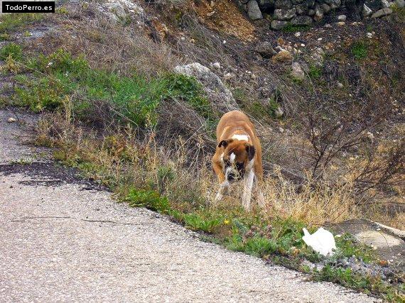 La foto del perro