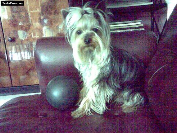 La foto del perro