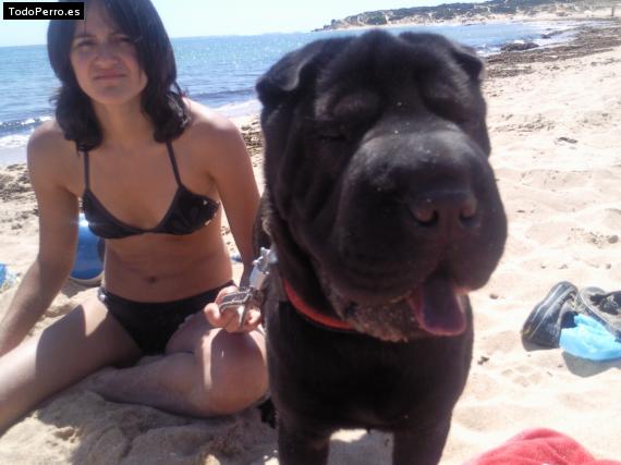 La foto del perro