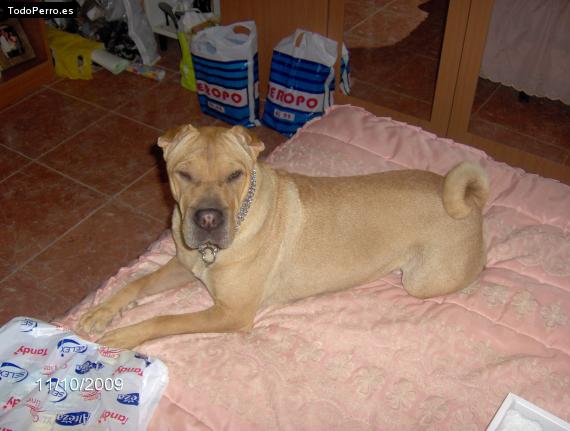 La foto del perro