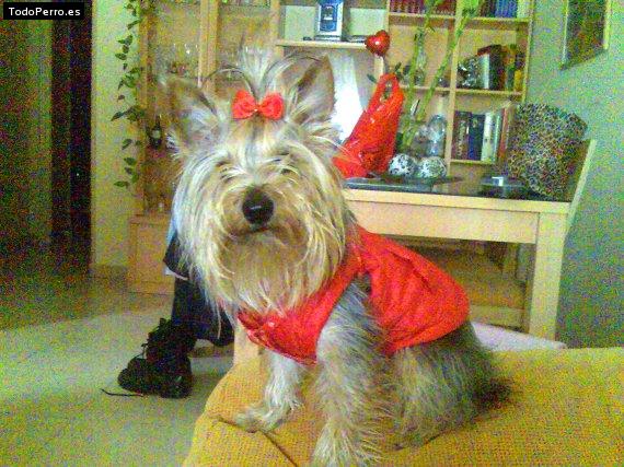 La foto del perro