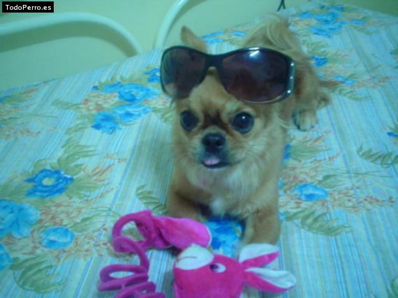 La foto del perro
