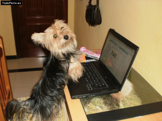 La foto del perro