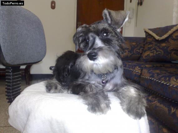 La foto del perro