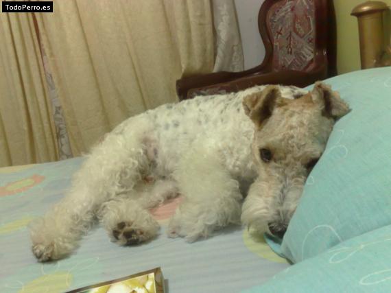 La foto del perro
