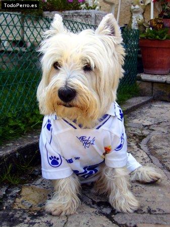 La foto del perro