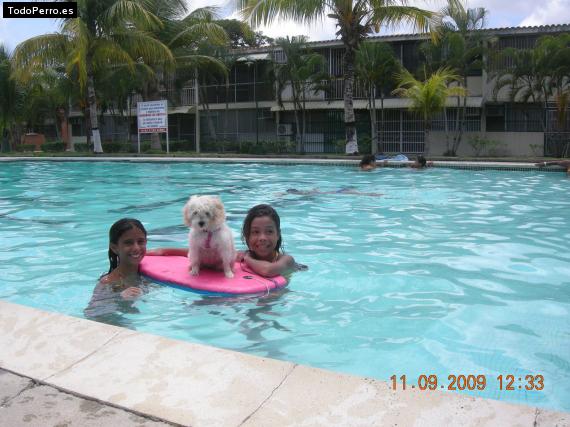 La foto del perro