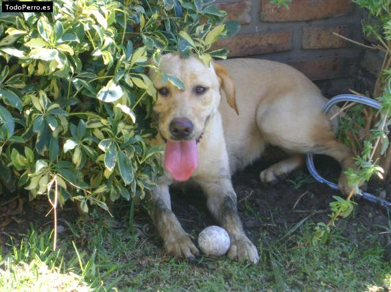 La foto del perro
