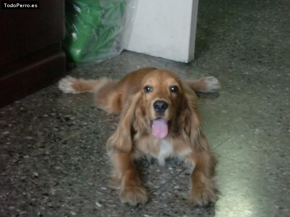 La foto del perro