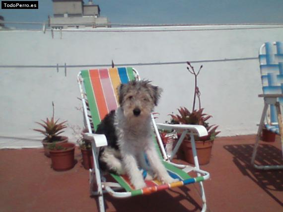 La foto del perro