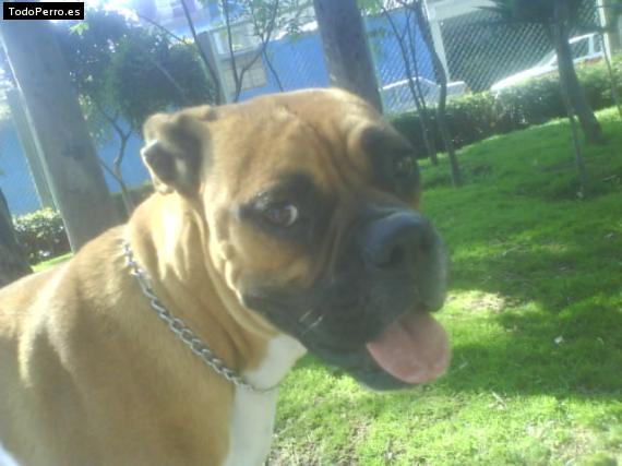 La foto del perro