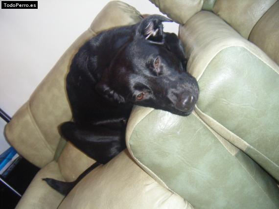 La foto del perro