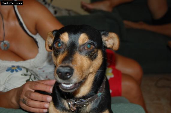 La foto del perro