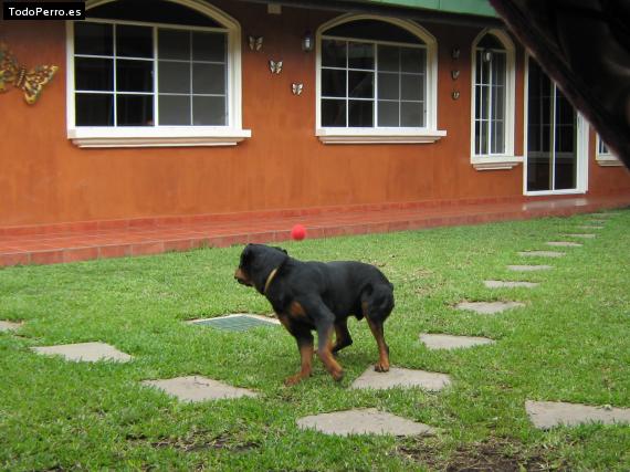 La foto del perro