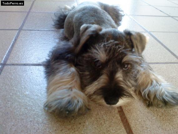 La foto del perro