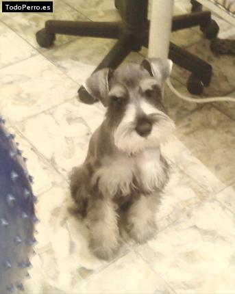 La foto del perro