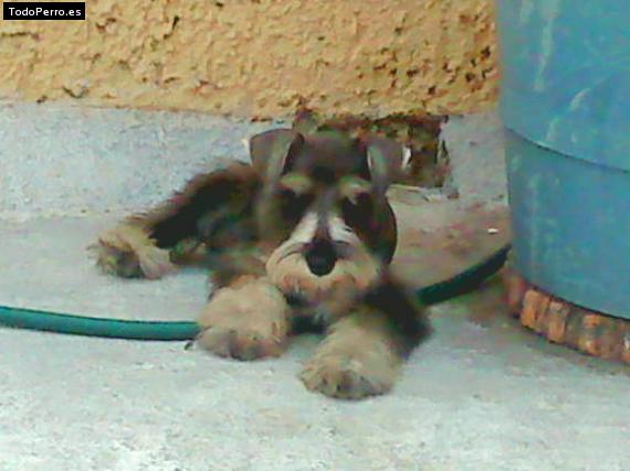 La foto del perro