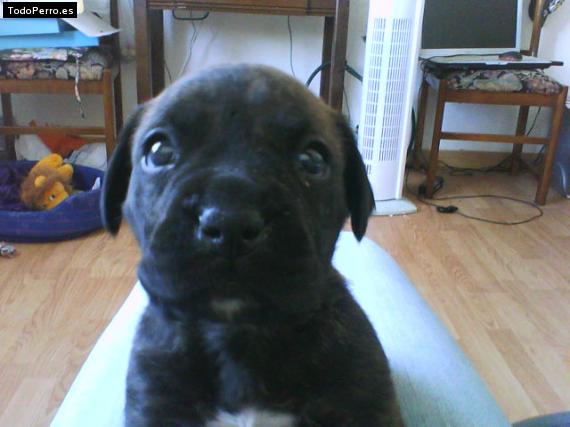 Foto del perro Irka