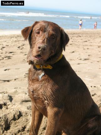 La foto del perro