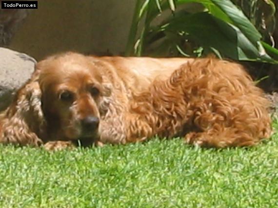 La foto del perro