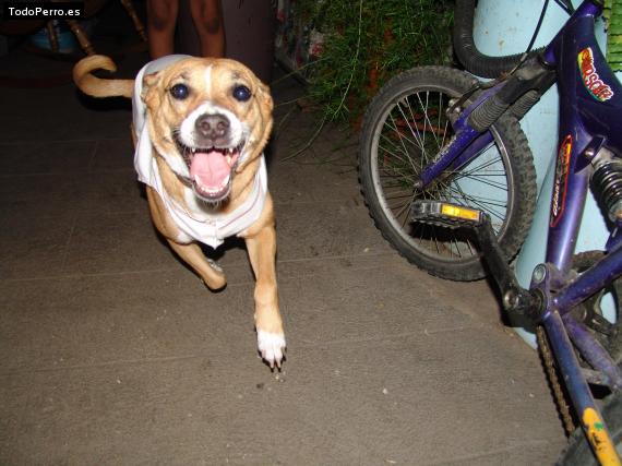 La foto del perro