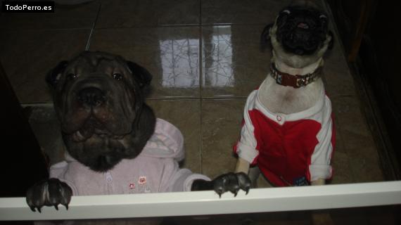 La foto del perro