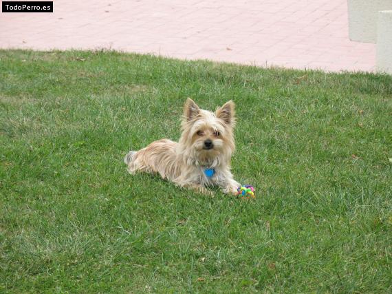 La foto del perro
