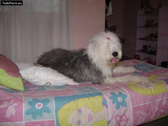 La foto del perro