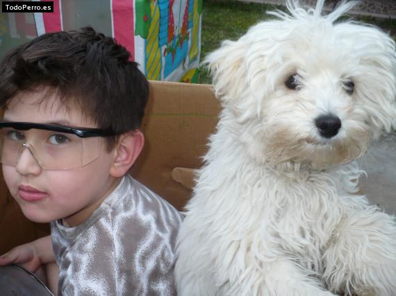 La foto del perro