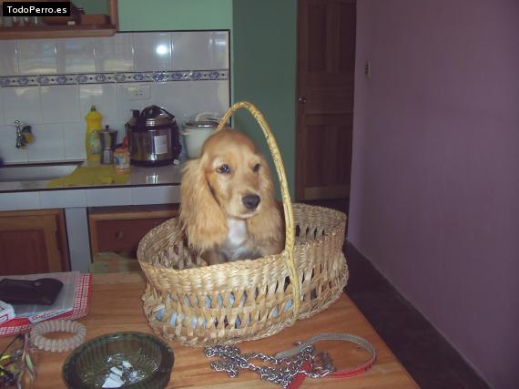 La foto del perro