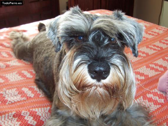 La foto del perro