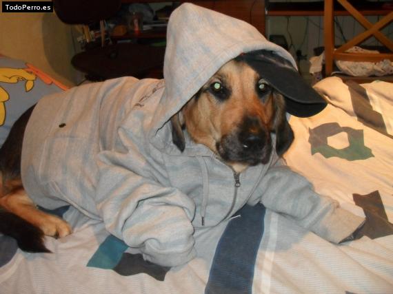 La foto del perro