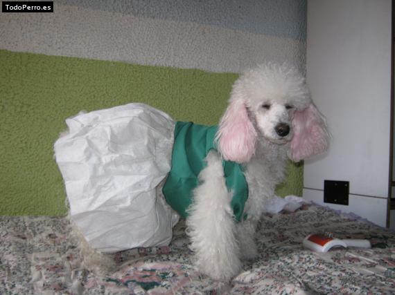 La foto del perro