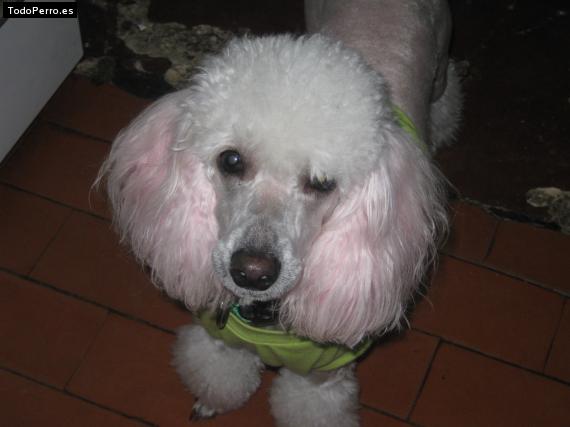La foto del perro