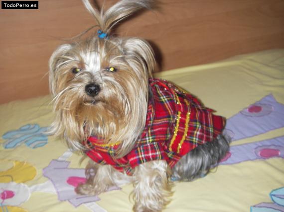 La foto del perro
