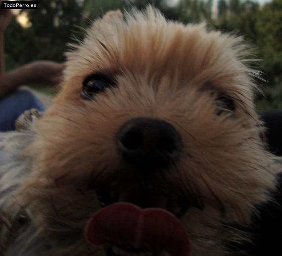 La foto del perro