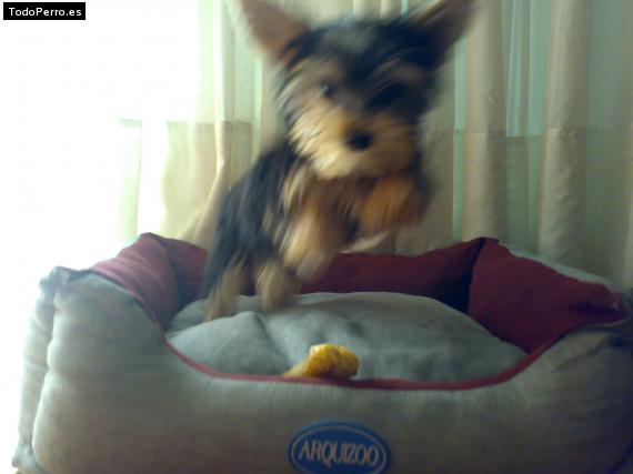 La foto del perro