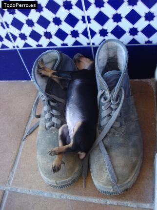 La foto del perro