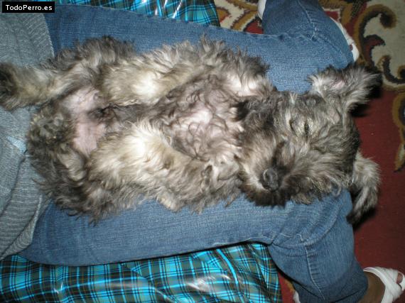 La foto del perro