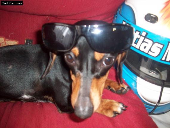 La foto del perro