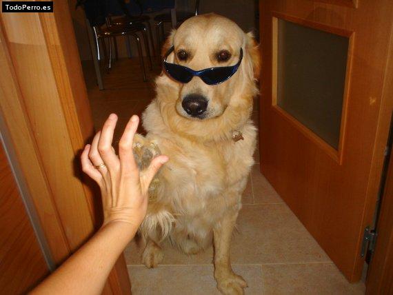 La foto del perro
